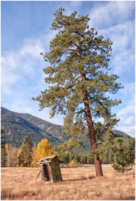 G_DeArmanS_Leaning Tree.jpg