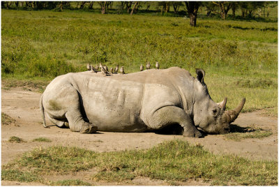 G_MuhrleinHal_White Rhinogeros and Friends.jpg