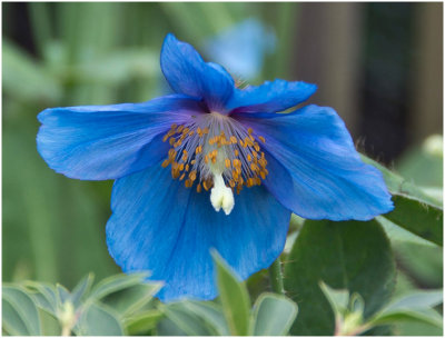 S_BriansP_Blue Poppy.print.jpg