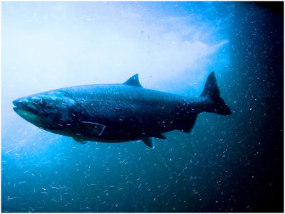 S_BrowneB_Bluefish.jpg