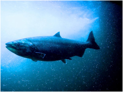 S_BrowneB_Bluefishclean.jpg