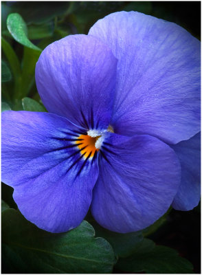 S_EgaasP_Blue Pansy.print.jpg