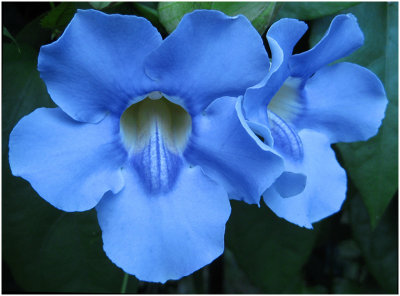 S_FarleyC_Fluorescent Blue.print.jpg