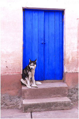 S_MersonN_Blue door with dog.jpg