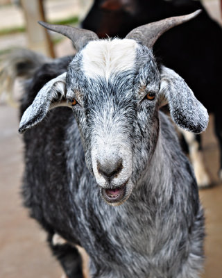 Baa Baa Black Goat