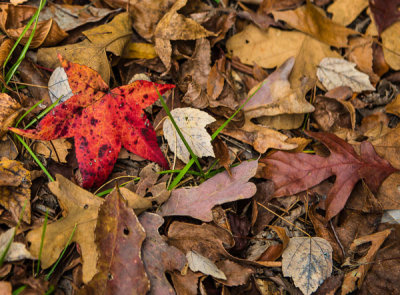 Red Leaf in a sea of brown