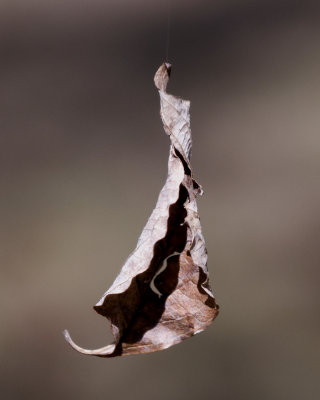 Leaf, A Spider's Web Wind Weight