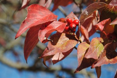 OCTOBER 2012 ONLINE COMPETITION - LEAVES