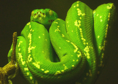 Tree Boa