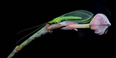 Green Lacewing