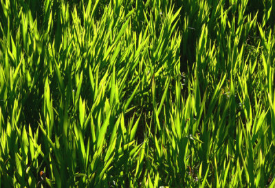 Just Grass!