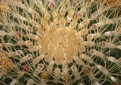 Cactus Needles