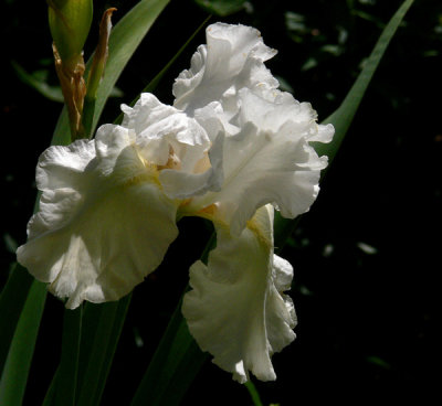 White Iris