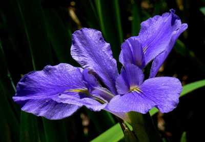 Iris