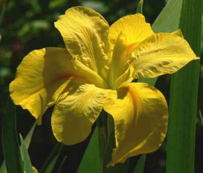 Yellow Iris