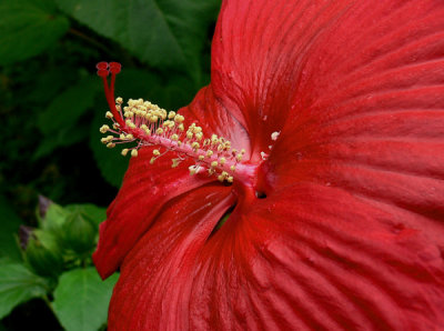 Hibiscus