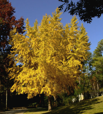 Ginkos Fall Color