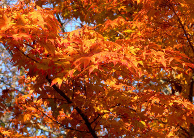 Falls Colors - Japanese Maple