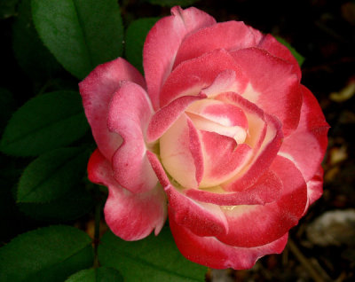 g2/29/473029/3/148395716.0dk4nadx.jpg