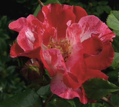 Everything Coming Up Roses