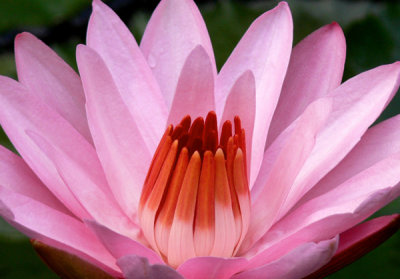 Crown Jewels of the Garden Pond