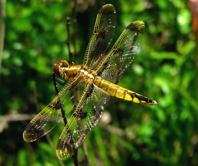 Painted Skimmer 