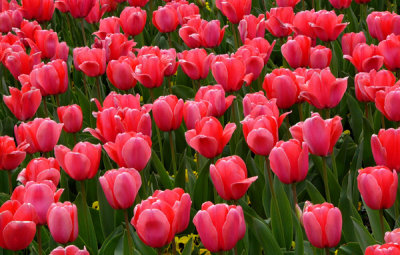 Birmingham Botanical Gardens