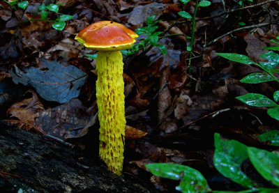 Forest Mushroom