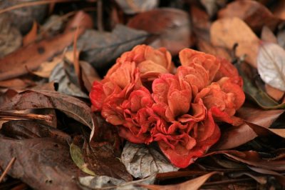 Red Beauty