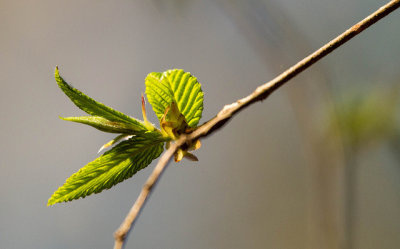 Sign of Spring