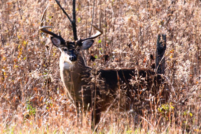 Buck 2012.jpg