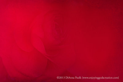 Memories of a Red Camellia