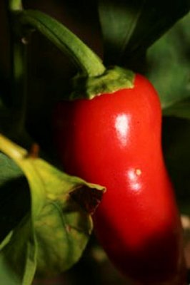Hot Pepper