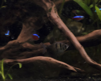 black_tetra