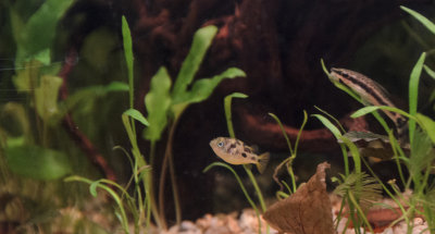 otocinclus_affinis