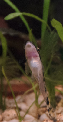 otocinclus_affinis