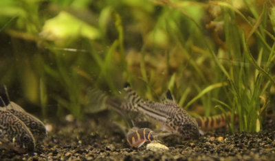 corydoras_julii