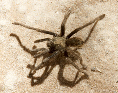 Desert tarantula (Aphonopelma chalcodes)