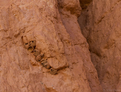 Cliff Swallow nests