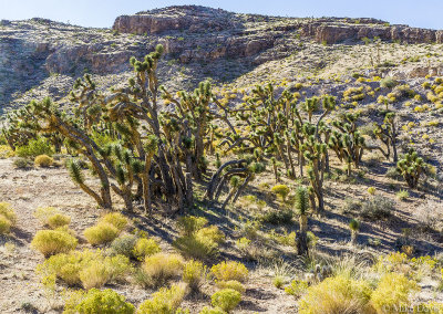 Joshua trees