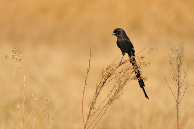 Magpie Shrike - Corvinelle noir et blanc