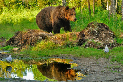 Brown Bear from Finland