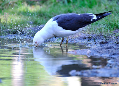 Seagull