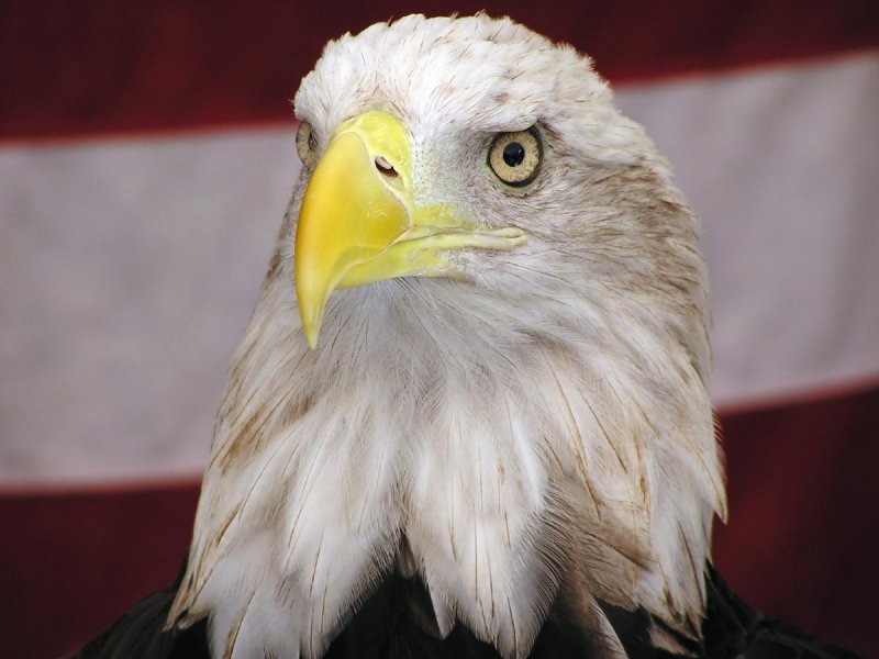 American Eagle.jpg