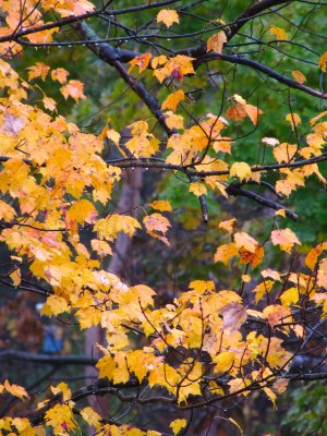 Fall Colours.jpg