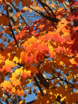 November Foliage.jpg