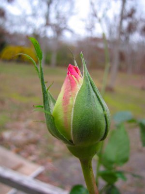 Rosebud.jpg