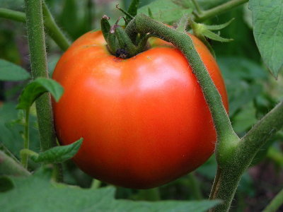 Tomato Fruit.jpg