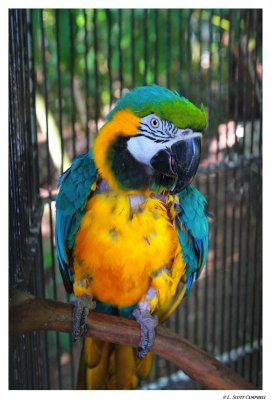 Macaw.Jamaica.8517.jpg