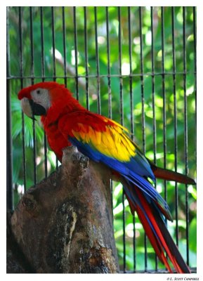 Macaw.Jamaica.8510.jpg